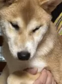 柴犬(標準サイズ)【三重県・男の子・2025年4月13日・赤毛】の写真8「顔の模様が左右少し非対称です」