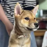 柴犬(標準サイズ)【三重県・女の子・2025年1月28日・赤毛】の写真8「顔は大人になってきましたが、まだまだ幼い」