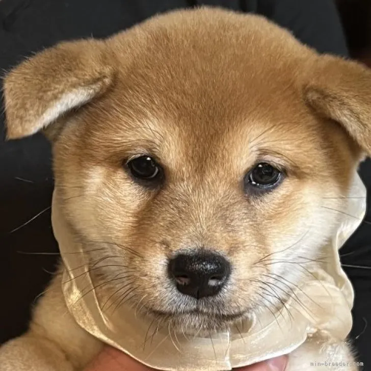 ID：2301-02717の子犬