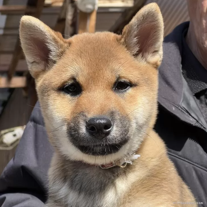 ID:2401-03337の子犬