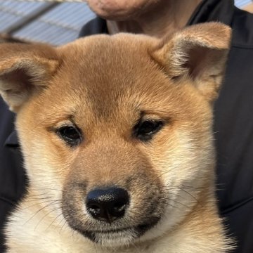 柴犬(標準サイズ)【三重県・男の子・2023年12月3日・赤毛】の写真「お迎えです！大人しく心身ともに良好！人が大好き」