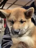 柴犬(標準サイズ)【三重県・男の子・2023年12月3日・赤】の写真4「活発な子ですが、無駄吠えはしません。甘えん坊です。おトイレは鳴いて教えます」