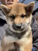 柴犬(標準サイズ)【三重県・男の子・2023年12月3日・赤】の写真5「心身ともに良好、人好きで、膝の上に座るのが好きな子♡」