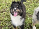みんなの犬図鑑 シェットランドシープドッグ みんなの犬図鑑 シェットランドシープドッグ