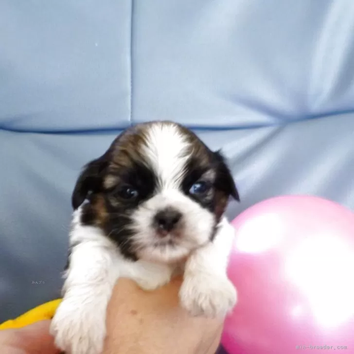 ID：2507-04224の子犬