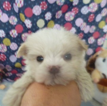 マルチーズ【長崎県・男の子・2024年11月25日・ホワイト】の写真「少し小さめですが元気いっぱいです。」