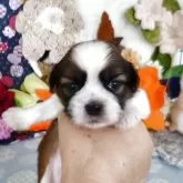 シーズー