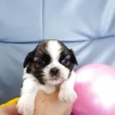 シーズー