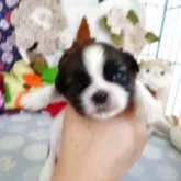 シーズー