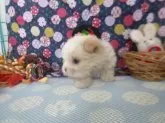 マルチーズ【長崎県・男の子・2024年11月25日・ホワイト】の写真2