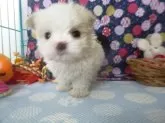 マルチーズ【長崎県・男の子・2024年11月25日・ホワイト】の写真3