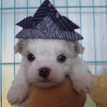 マルチーズ【長崎県・男の子・2024年3月16日・ホワイト】の写真「三人兄弟の長男です。」