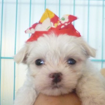 マルチーズ【長崎県・男の子・2024年3月16日・ホワイト】の写真「元気いっぱいの男の子です。三兄弟の三男」