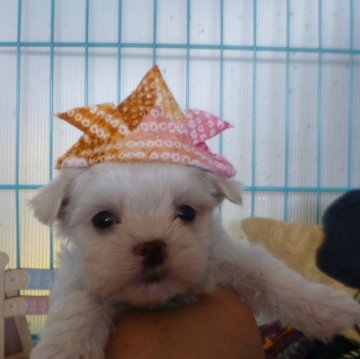 マルチーズ【長崎県・男の子・2024年3月16日・ホワイト】の写真「三兄弟の二男。元気いっぱいの男の子です。」
