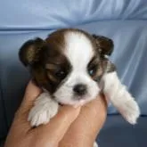 シーズー【長崎県・女の子・2022年10月8日・ゴールドホワイト】の写真1「11/10撮影」