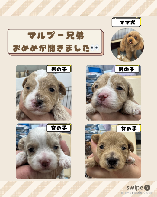 鳥塚昭源ブリーダーのブログ：マルプー4兄弟、みんなおめめが開きました👀✨