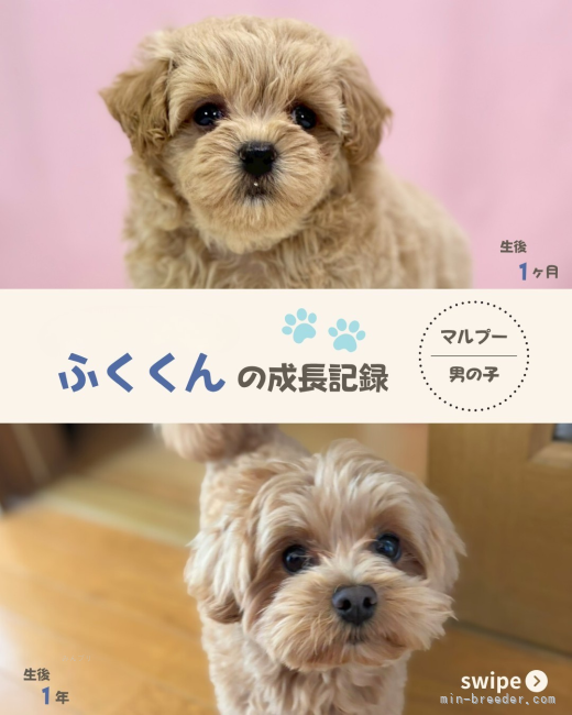 鳥塚昭源ブリーダーのブログ：✨マルプー・ふくくんの成長記録｜成長後の姿をご紹介します✨