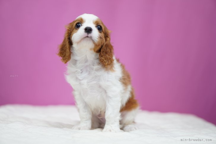 鳥塚昭源ブリーダーのブログ：🧡 キャバリアの赤ちゃん掲載しました！