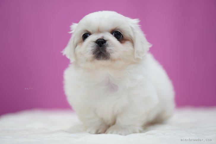 鳥塚昭源ブリーダーのブログ：ペキニーズの写真を更新しました📸✨