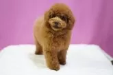 タイニープードル【埼玉県・男の子・2024年11月18日・レッド】の写真8