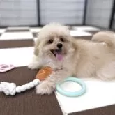 ポメプー(ポメラニアン×トイプードル)【埼玉県・男の子・2025年7月14日・アプリコット】の写真10