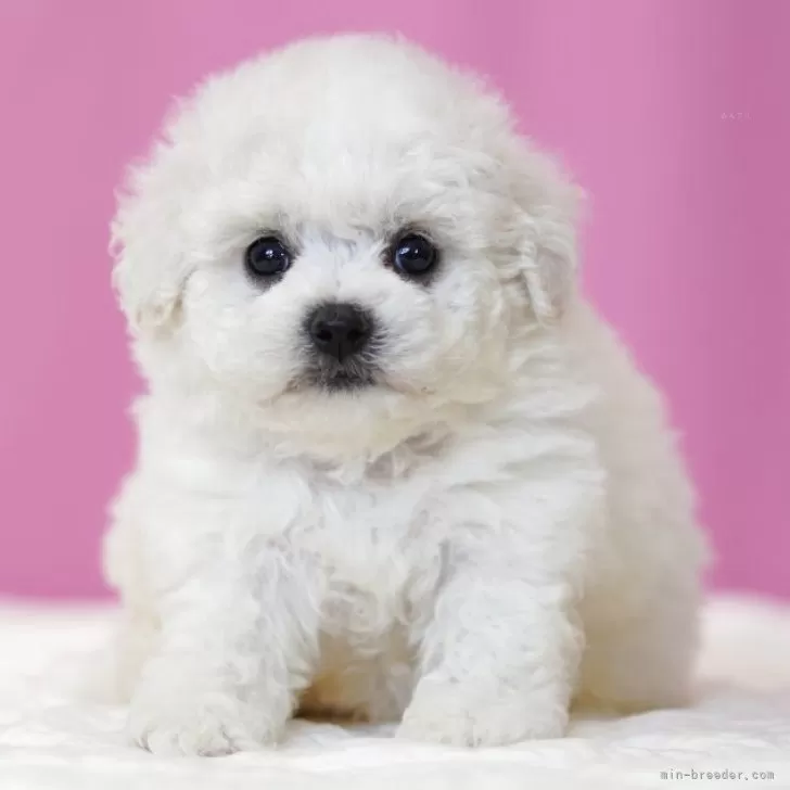 ID:2506-04787の子犬