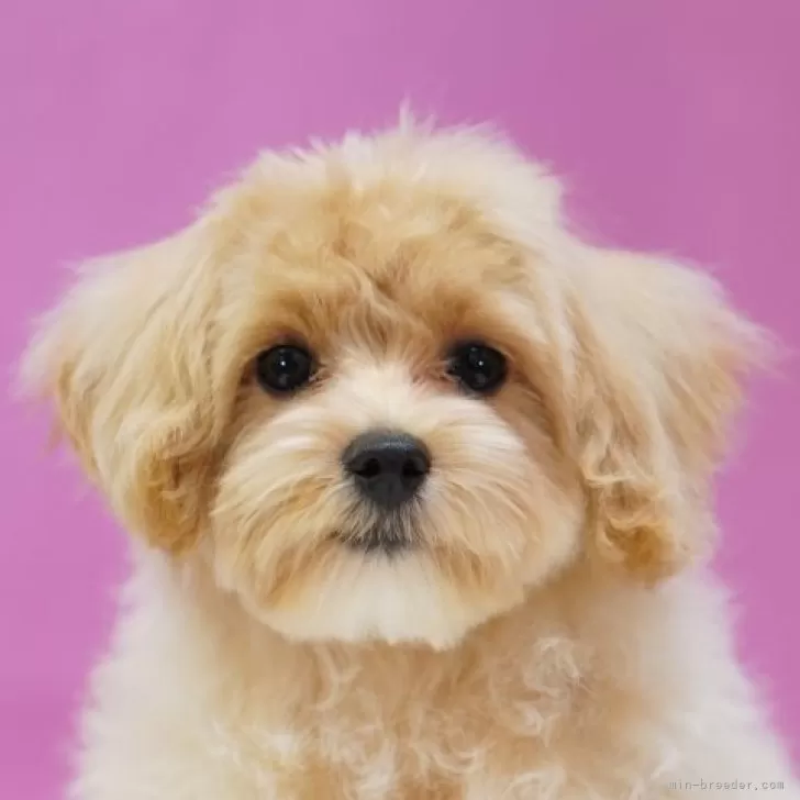 ID：2410-05979の子犬