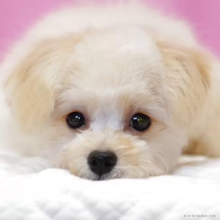 ID：2509-00166の子犬