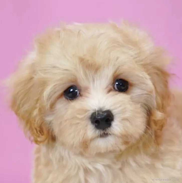 J.I 様のお迎えした子犬