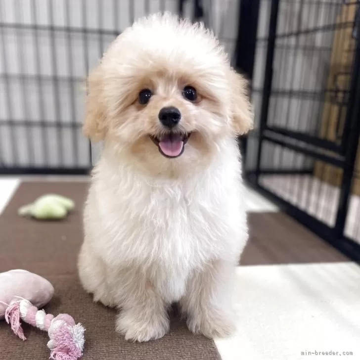 ポメプー(ポメラニアン×トイプードル)【埼玉県・男の子・2025年7月14日・アプリコット】の写真1