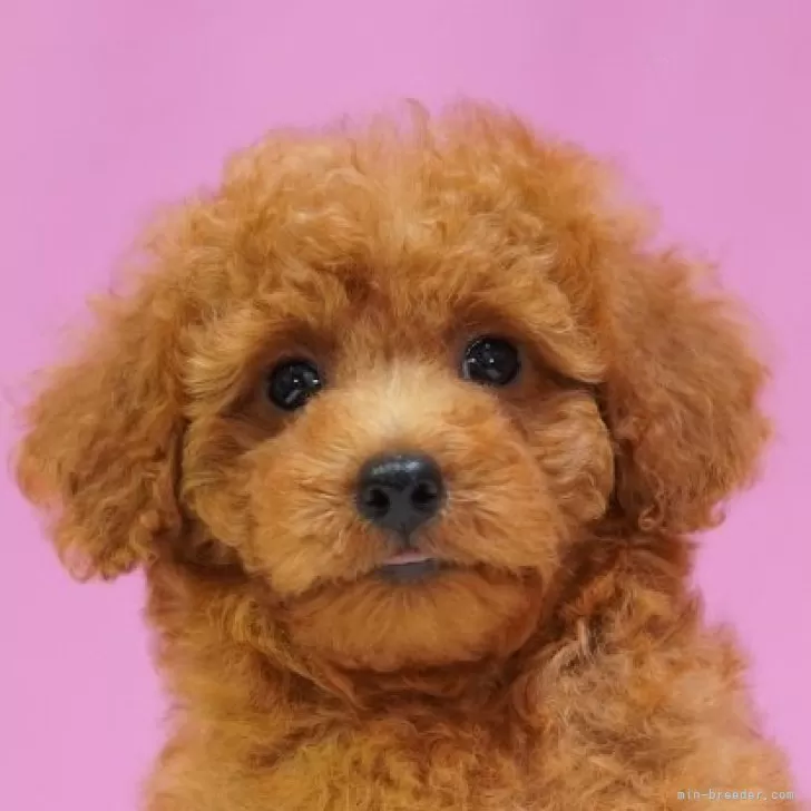 ID：2410-05983の子犬