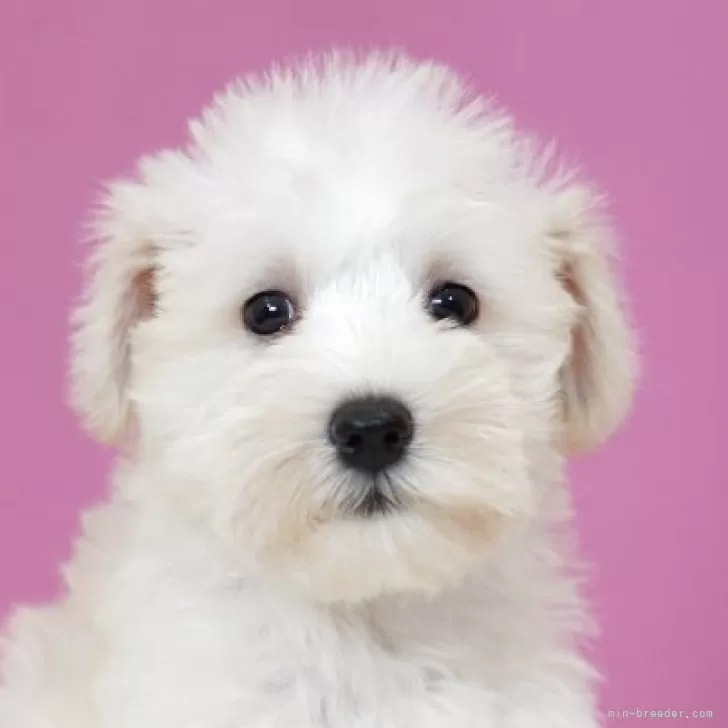 A.Ｉ 様のお迎えした子犬