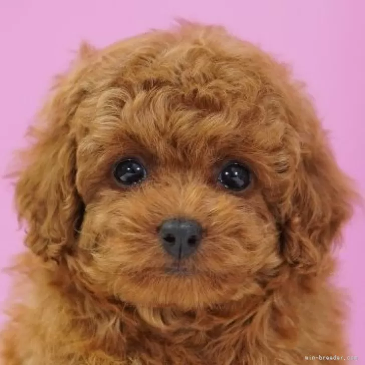 ID:2501-00102の子犬