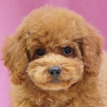 トイプードル(タイニー)【埼玉県・男の子・2024年11月18日・レッド】の写真「⭐️当日見学OK⭐️」
