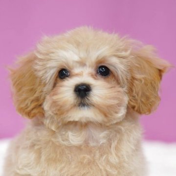 マルプー(トイプードル×マルチーズ)【埼玉県・男の子・2025年8月16日・アプリコット】の写真「⭐️当日見学OK⭐️」