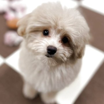 ポメプー(ポメラニアン×トイプードル)【埼玉県・男の子・2025年7月16日・アプリコット】の写真「⭐️当日見学OK⭐️」