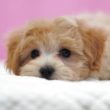 マルプー(マルチーズ×トイプードル)【埼玉県・男の子・2025年10月1日・アプリコット】の写真「⭐️可愛く成長していきます⭐️」