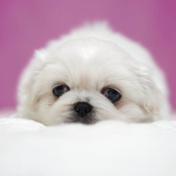 ペキニーズ【埼玉県・男の子・2025年10月27日・ホワイト】の写真「⭐️可愛い男の子⭐️」