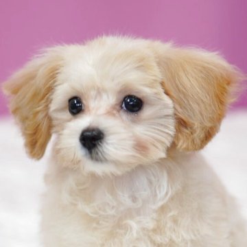 マルプー(トイプードル×マルチーズ)【埼玉県・女の子・2025年8月16日・アプリコット】の写真「⭐️当日見学OK⭐️」