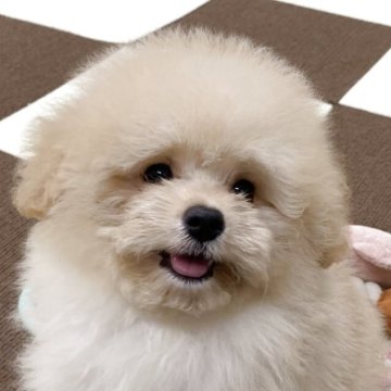 ポメプー(ポメラニアン×トイプードル)【埼玉県・男の子・2025年8月3日・アプリコット】の写真「⭐️当日見学OK⭐️」