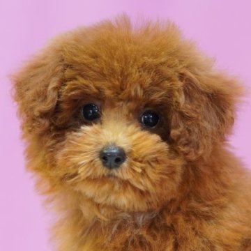 トイプードル(タイニー)【埼玉県・男の子・2024年9月6日・レッド】の写真「⭐️可愛い男の子⭐️」