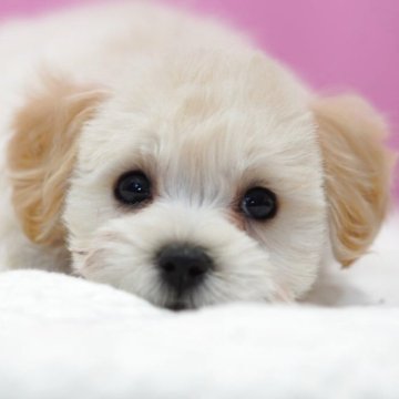 マルプー(マルチーズ×トイプードル)【埼玉県・女の子・2025年10月1日・アプリコット】の写真「⭐️当日見学OK⭐️お気軽にお問い合わせください✨」