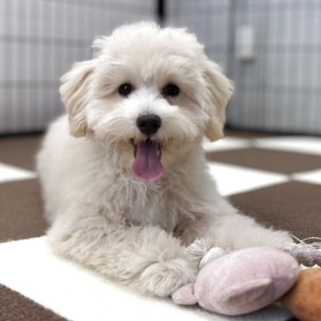 マルプー(マルチーズ×トイプードル)【埼玉県・女の子・2025年5月26日・アプリコット】の写真「⭐️当日見学OK⭐️」