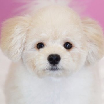 ポメプー(ポメラニアン×トイプードル)【埼玉県・男の子・2025年8月3日・アプリコット】の写真「⭐️当日見学OK⭐️」