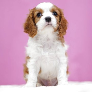 キャバリア【埼玉県・男の子・2025年10月29日・ブレンハイム】の写真「⭐️可愛い男の子⭐️」