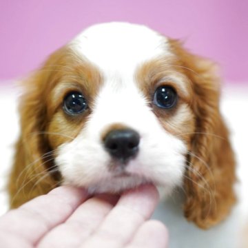 キャバリア【埼玉県・男の子・2025年4月19日・ブレンハイム】の写真「⭐️かわいい男の子⭐️」