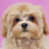 マルプー(トイプードル×マルチーズ)