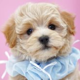 マルプー(マルチーズ×トイプードル)