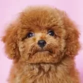 タイニープードル