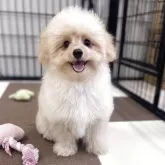 ポメプー(ポメラニアン×トイプードル)【埼玉県・男の子・2025年7月14日・アプリコット】の写真1